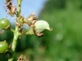 Taphrina_padi.jpg