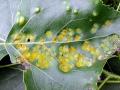 Taphrina populina