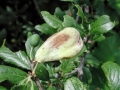 Taphrina pruni