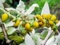 Taphrina rhizophora