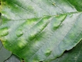 Taphrina_sadebeckii.jpg