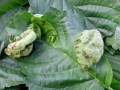 Taphrina_tosquinetii.jpg