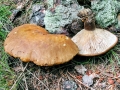 Tapinella atrotomentosa