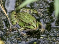 Teichfrosch.jpg