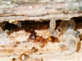 Temnothorax_affinis.jpg