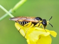 Tenthredo flaveola