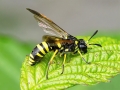 Tenthredo_marginella-thompsoni.jpg