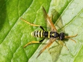 Tenthredo_scrophulariae.jpg