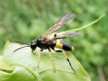 Tenthredo_temula.jpg
