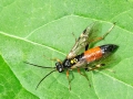 Tenthredopsis scutellaris oder Tenthredopsis friesei