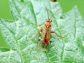 Tenthredopsis sordida