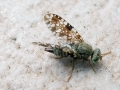 Tephritis_ruralis.jpg
