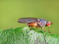 Tephrochlamys_flavipes.jpg