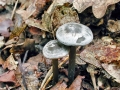 Tephrocybe rancida