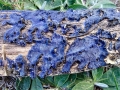 Terana coerulea