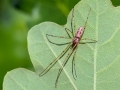 Tetragnatha obtusa
