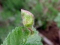 Tetraneura_nigriabdominalis.jpg