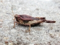Tetrix_subulata.jpg