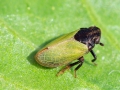 Tettigometra_laeta.jpg