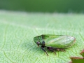 Tettigometra_virescens.jpg