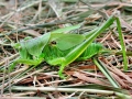Tettigonia cantans