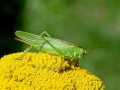Tettigonia_viridissima_Weibchen.jpg