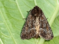 Thalpophila_matura.jpg