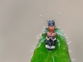 Thanasimus_formicarius.jpg