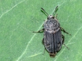 Thanatophilus_sinuatus.jpg