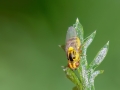 Thaumatomyia_notata.jpg