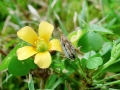 Thecaphora_oxalidis.jpg