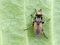 Thecophora2_spec.jpg