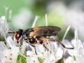 Thecophora_spec.jpg