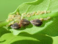 Thelaxes_dryophila.jpg