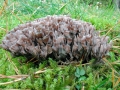 Thelephora_palmata.jpg