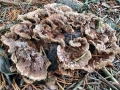 Thelephora_terrestris.jpg
