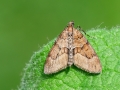 Thera_obeliscata.jpg