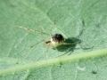Theridion_varians.jpg