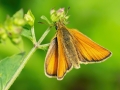 Thymelicus_lineola.jpg