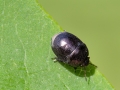 Thyreocoris scarabaeoides
