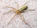 Tibellus oblongus