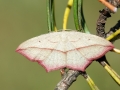 Timandra_comae_Weibchen.jpg