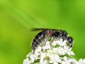 Tiphia_femorata.jpg