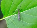 Tipula confusa