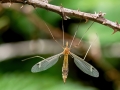 Tipula_lunata_Weibchen.jpg