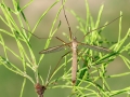 Tipula_paludosa.jpg