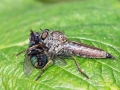 Tolmerus_atricapillus_Weibchen.jpg