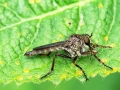 Tolmerus_cingulatus_Maennchen.jpg