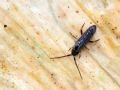 Tomocerus minor