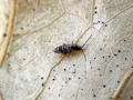 Tomocerus_vulgaris.jpg